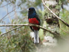 Trogon surrucura