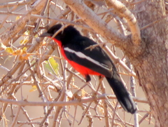 Laniarius atrococcineus