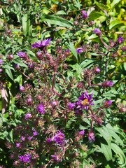 Symphyotrichum novae-angliae