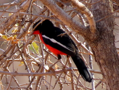 Laniarius atrococcineus