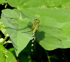 Erythemis vesiculosa