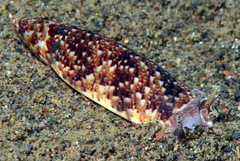 Terebellum terebellum