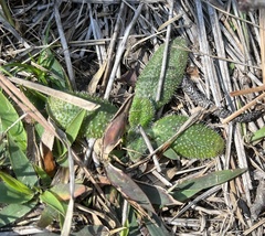 Helianthus heterophyllus