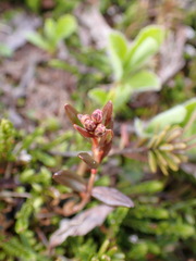 Kalmia microphylla