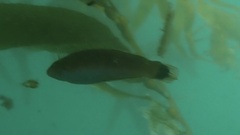 Halichoeres californicus