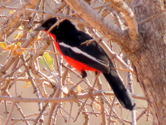 Laniarius atrococcineus
