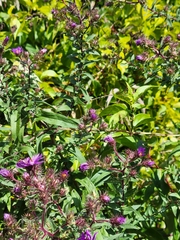 Symphyotrichum novae-angliae