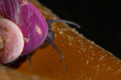 Margarella violacea