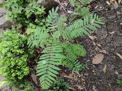 Jacaranda mimosifolia