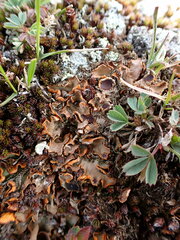 Solorina crocea