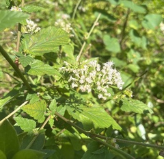 Ceanothus americanus