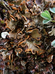 Solorina crocea