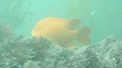 Hypsypops rubicundus