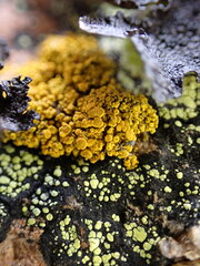 Candelariella