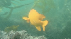 Hypsypops rubicundus