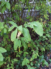 Oemleria cerasiformis