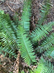 Polystichum