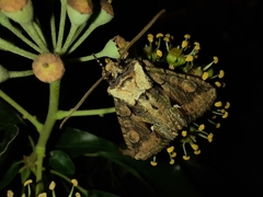 Allophyes oxyacanthae