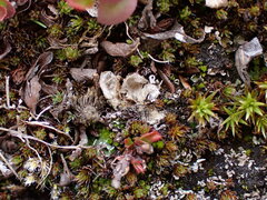 Illosporium carneum