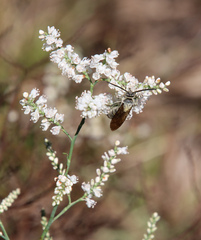 Polygonella americana