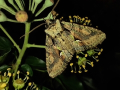 Allophyes oxyacanthae