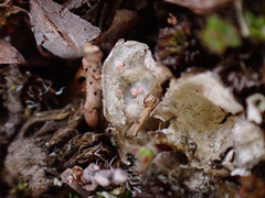 Illosporium carneum