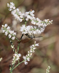 Polygonella americana
