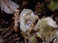 Illosporium carneum