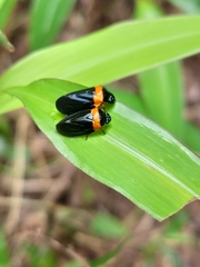 Phymatostetha deschampsi