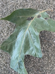Quercus falcata