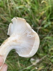 Clitocybe rivulosa