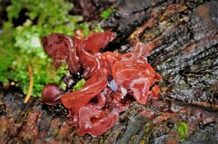 Ascocoryne sarcoides