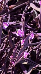 Tradescantia pallida