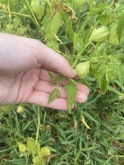 Physalis angulata