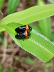 Phymatostetha deschampsi