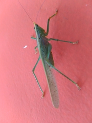 Phoxacris melanosticta