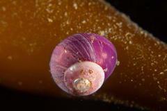 Margarella violacea