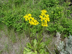 Senecio integerrimus