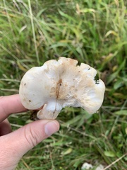 Clitocybe rivulosa