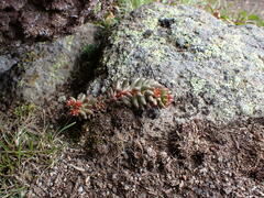 Sedum lanceolatum