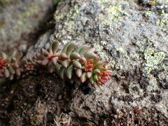 Sedum lanceolatum