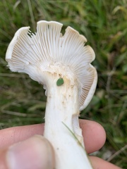 Clitocybe rivulosa