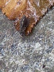 Dolophilodes distinctus