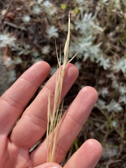 Hesperostipa spartea