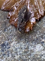 Dolophilodes distinctus