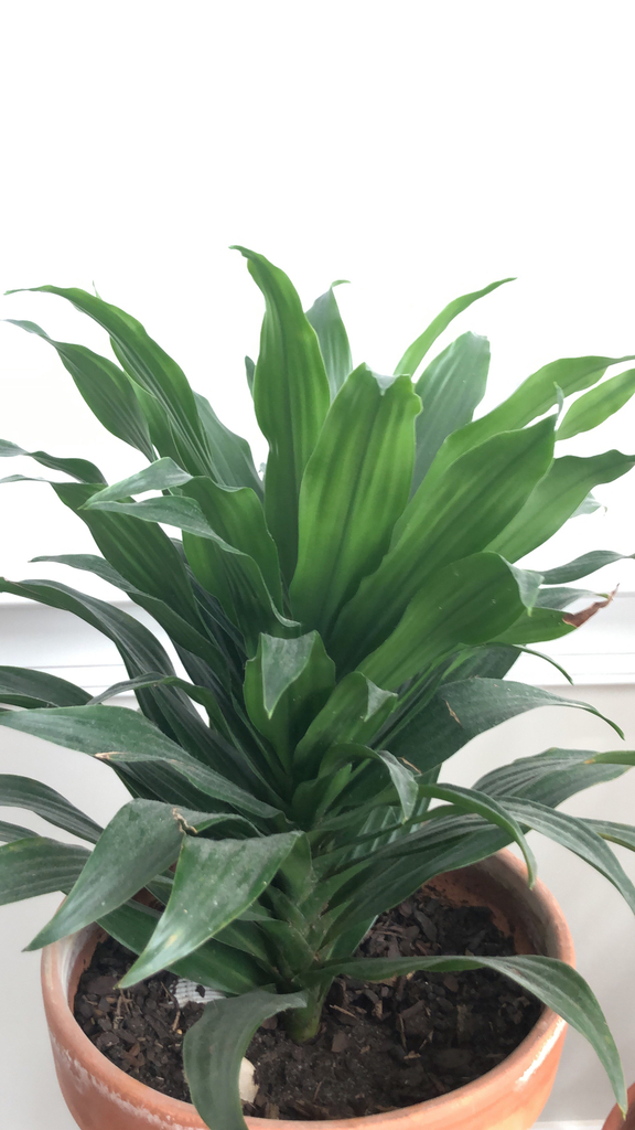 Potted Dracaena fragrans rosette of sword-shaped leaves