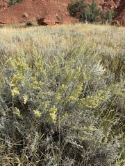 Artemisia cana