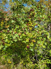 Crataegus submollis