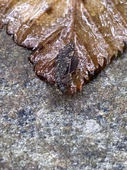 Dolophilodes distinctus