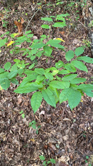 Oxydendrum